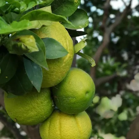 펜션 Casa Con Cuevita